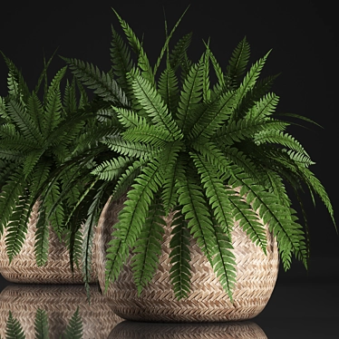 Exotic Indoor Fern in Rattan Basket 3D model image 1 