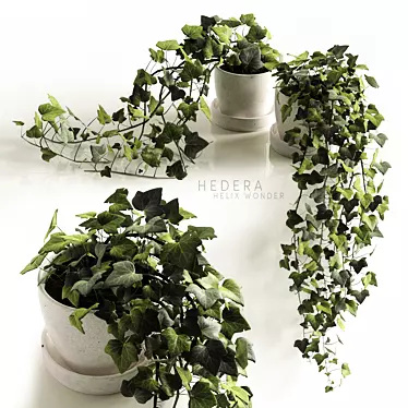 Ivy Wonder: Elegant Hedera Helix Hanging Plants 3D model image 1 
