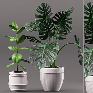 Greenery Duo: Rubber & Monstera 3D model image 1 