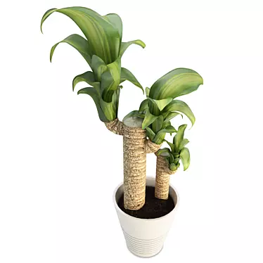Tropical Retreat Dracanea Tree 3D model image 1 