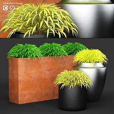 Title: Hakonechloa Grass in Pots | Planter Collection 3D model image 1 