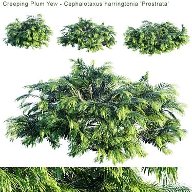 Dwarf Plum Yew | Cephalotaxus harringtonia 3D model image 1 
