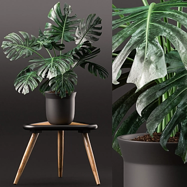 Monstera Plant in Black Pot 3D model image 1 