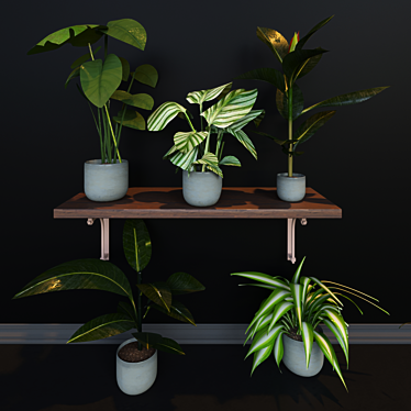 Evergreen Jungle Collection: 4 Exotic House Plants 3D model image 1 