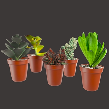 Vibrant Cactus Pot Set: Maziye Model 3D model image 1 