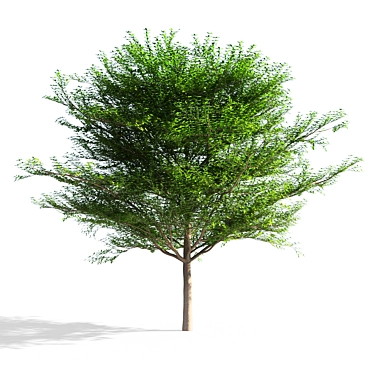 Terminalia Mantaly 3: High-Poly 3D Model (FBX/Max) 3D model image 1 