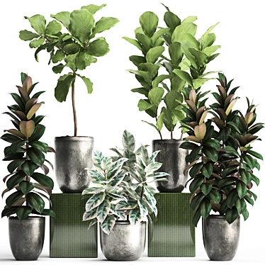 Exotic Ficus Plant Collection 3D model image 1 