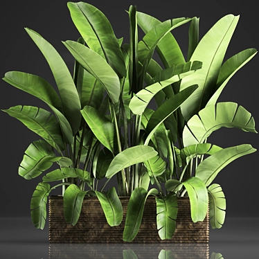 Exotic Houseplant Collection: Banana Palm & Ravenala 3D model image 1 