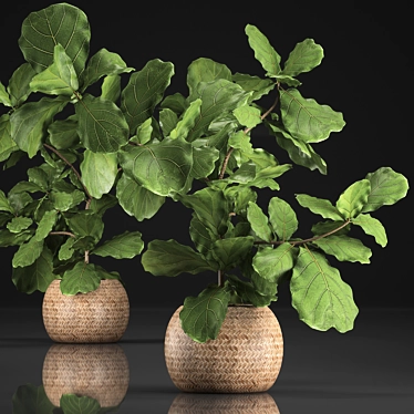 Exotic Houseplant Collection: Ficus Lyrata in Rattan Basket 3D model image 1 