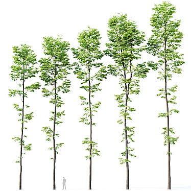 Tilia Euro Forest Trees: 5 Detailed Varieties 3D model image 1 