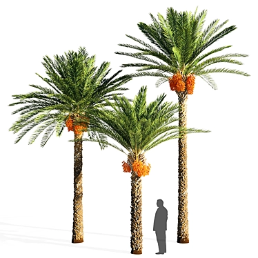 Exquisite Date Palm Tree 3D model image 1 