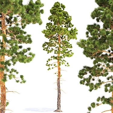 13.5m Pine Tree 3D model image 1 