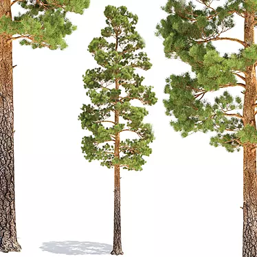 Tall Pine Tree for 3D Modeling 3D model image 1 