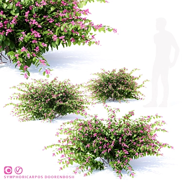 Snowberry Dorenbose Bush | Symphoricarpos doorenbosii 3D model image 1 