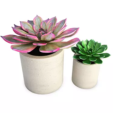 Duo Aeonium Succulent Plants - 3D Modeling 3D model image 1 