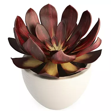 Echeveria Red: Realistic 3D Succulent 3D model image 1 
