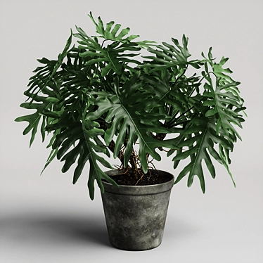 Tropical Philodendron Plant - 3D Model 3D model image 1 