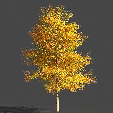  Majestic Tulip Tree: 3D Model 3D model image 1 