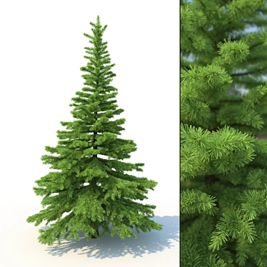 Spruce Tree 3D Model: Highly Detailed, Realistic 3D model image 1 