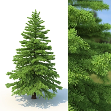 Realistic Spruce Tree 3D Model 3D model image 1 