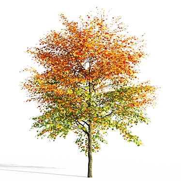 Maple 3D Model - High Detail 3D model image 1 