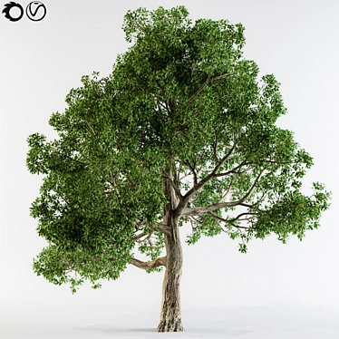 8 Colorful Leaves Broadleaf Tree 3D model image 1 