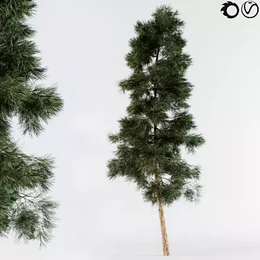 Evergreen Pine Tree Collection 3D model image 1 