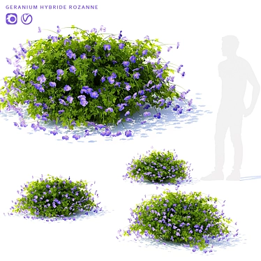 Rozanne Hybrid Geranium Bush: Vibrant and Versatile 3D model image 1 