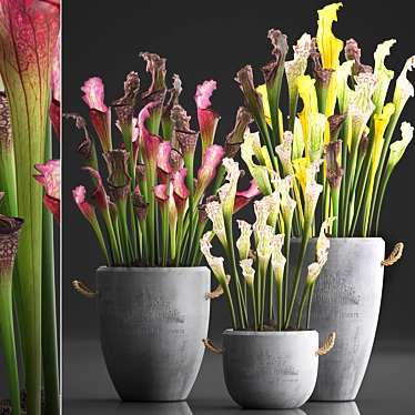 Exotic Sarracenia Plant Collection 3D model image 1 