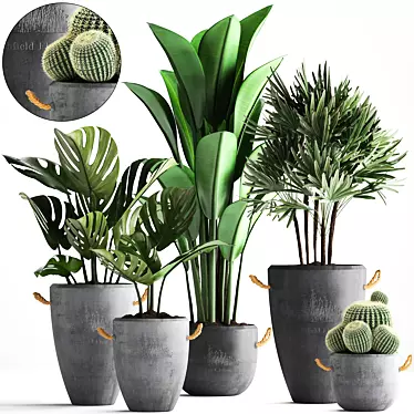 Exotic Houseplant Collection 3D model image 1 