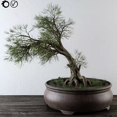 Small Bonsai Pine Tree 3D model image 1 