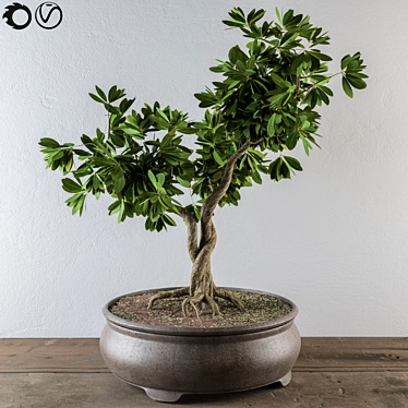 Lush Leafy Bonsai Beauty 3D model image 1 