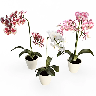 Elegant Orchid Collection: 3D Flowers 3D model image 1 