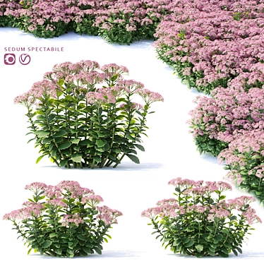 Sedum Stonecrop: Vibrant Blooms for Your Garden 3D model image 1 