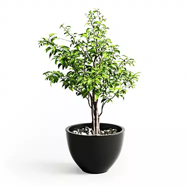 Elegant Ficus Tree - 430mm Height 3D model image 1 