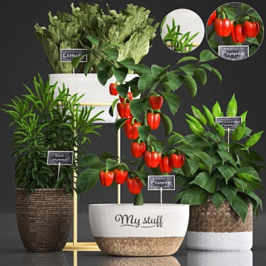 Exotic Pepper Plant Collection 3D model image 1 