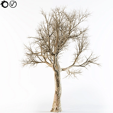 Aatumn Twigs: Leafless Beauty 3D model image 1 