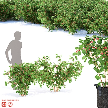 Lush Raspberry Bushes - Premium Quality 3D model image 1 