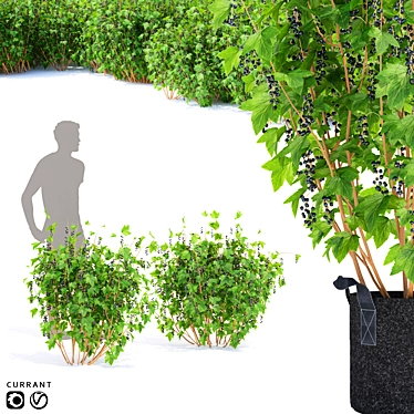 Currant Bushes: Polys 620-820 | 3 Varieties 3D model image 1 