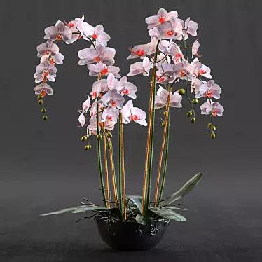 Blue Island Orchid - Detailed 3D Model 3D model image 1 