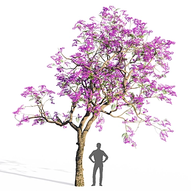 Jacaranda Mimosifolia 3D Model 3D model image 1 