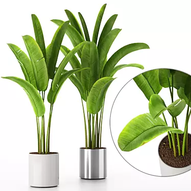 Tropical Banana Palm Tree 3D model image 1 