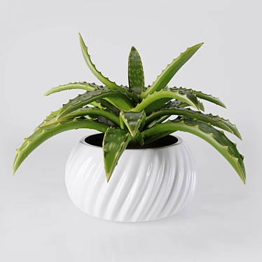 Fresh Aloe in Ceramic Pot 3D model image 1 