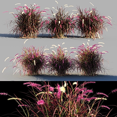 Pennisetum advena rubrum: Vibrant Ornamental Grass Model + Render in 3Ds Max & FBX 3D model image 1 