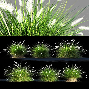 Pennisetum setaceum Grass: Lifelike Decorative Ornamental Foliage 3D model image 1 