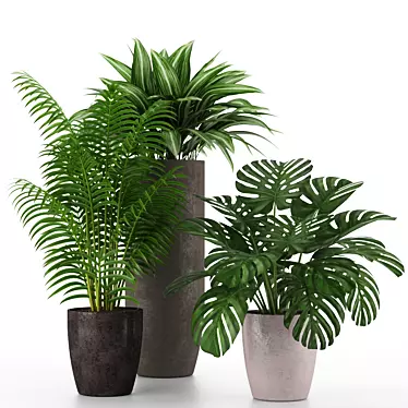 Houseplant Collection 02