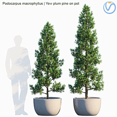 Plum Pine Yew: Exquisite Pot Plant 3D model image 1 