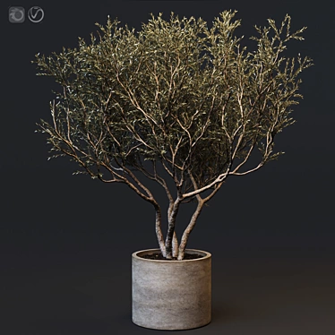 European Olive Tree in Concrete Vase 3D model image 1 