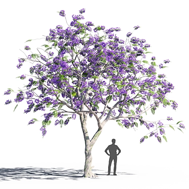 Elegant Jacaranda Mimosifolia Tree 3D model image 1 