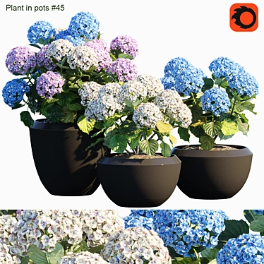 Blooming Beauty: Hydrangea in Pots 3D model image 1 